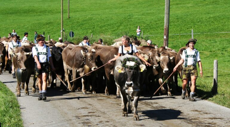 Viehscheid im Allgäu 2024 – Rückkehr des Viehs ins Tal